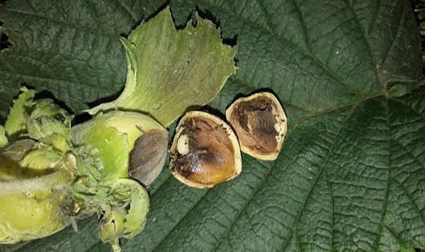 Meyve düşmanı fındık kurtları 200 meyveye zarar veriyor