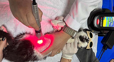OMÜ Hayvan Hastanesi, düşük doz lazer tedavisine başladı