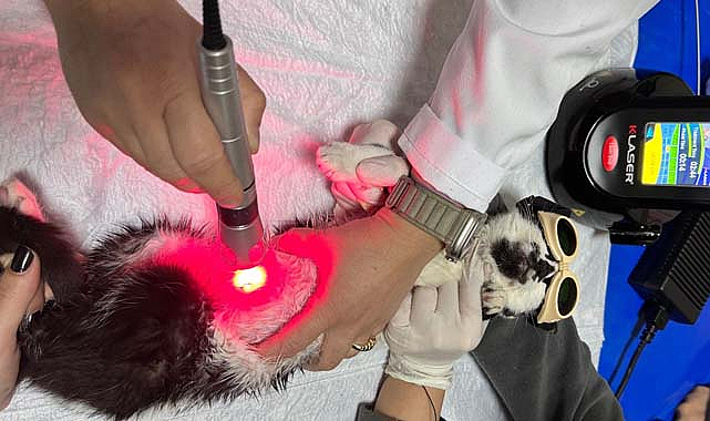 OMÜ Hayvan Hastanesi, düşük doz lazer tedavisine başladı