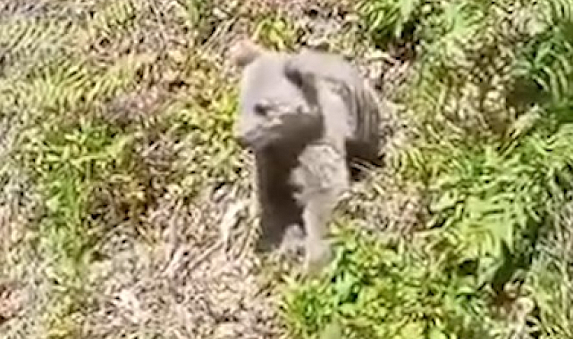 Rize'de Anzer Yaylasında aç kalan ayılar yayla evlerini talan etti