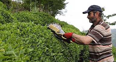 Rizeliler çay fiyatını protesto için yürüyecek