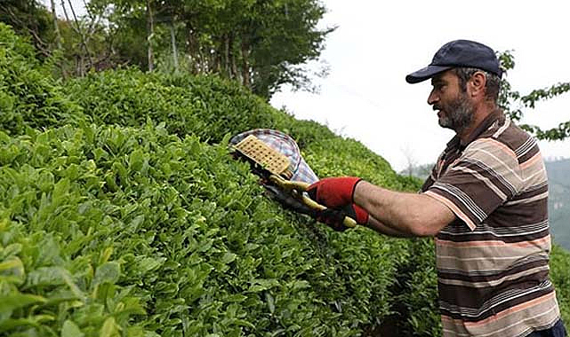 Rizeliler çay fiyatını protesto için yürüyecek