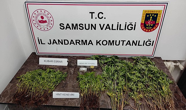 Samsun’da 399 kök kenevir ele geçirildi