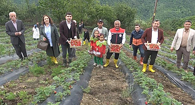 Samsun’da bin rakımda yetişen çilek pazar sorunu yaşamıyor