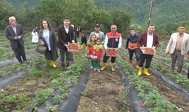 Samsun’da bin rakımda yetişen çilek pazar sorunu yaşamıyor