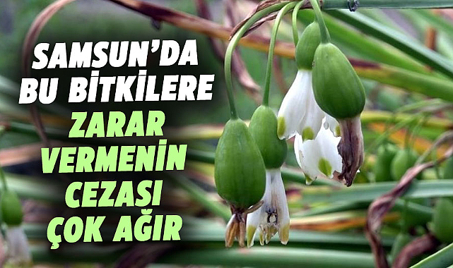 Samsun’da bu bitkilere zarar vermenin cezası çok ağır