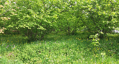 Samsun'da ‘fındık kurdu’ uyarısı