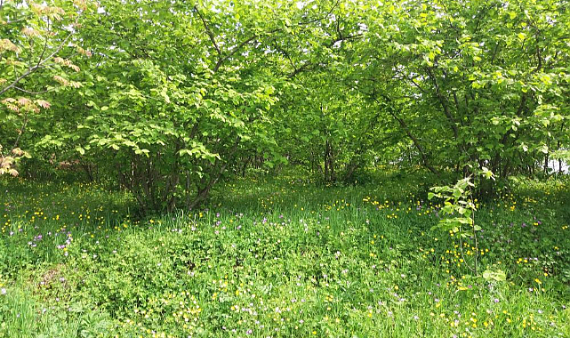 Samsun'da ‘fındık kurdu’ uyarısı