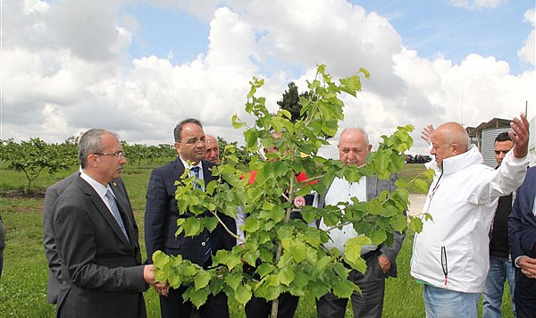 Samsun'da fındık verimini 5 kat arttıracak proje