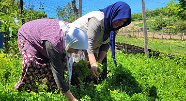 Samsun'da gelin kaynana organik nane yetiştiriyor