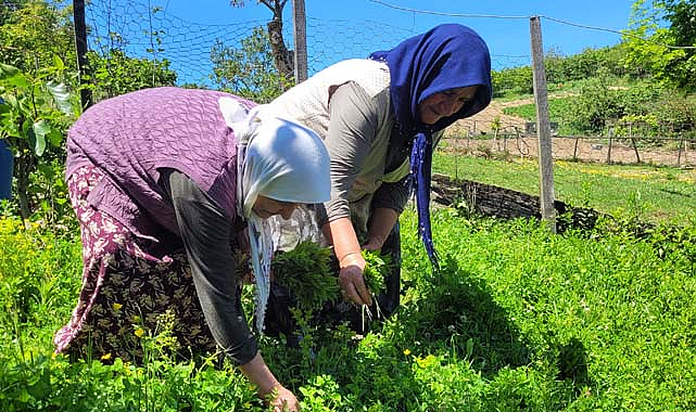 Samsun'da gelin kaynana organik nane yetiştiriyor