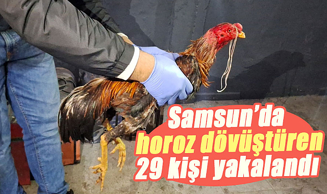 Samsun’da Hayvanları Koruma Derneği’nde horoz dövüştüren 29 kişi yakalandı