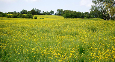 Samsun'da Kanola çiçekleri açtı kartpostallık görüntüler oluştu