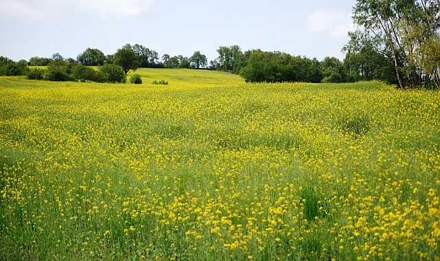 Samsun'da Kanola çiçekleri açtı kartpostallık görüntüler oluştu