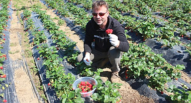 Samsun'da organik çilek bahçesine ziyaretçi akını