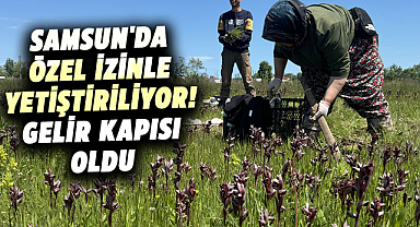 Samsun'da özel izinle yetiştiriliyor! Gelir kapısı oldu