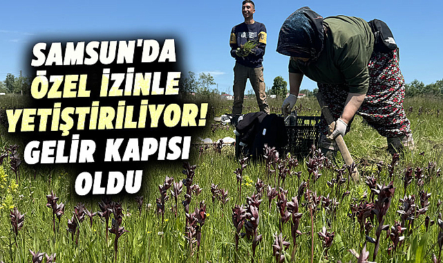 Samsun'da özel izinle yetiştiriliyor! Gelir kapısı oldu