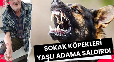 Samsun'da sokak köpekleri yaşlı adamı saldırdı