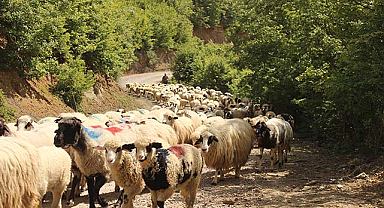 Samsun'da sürülerin yayla yolculuğu