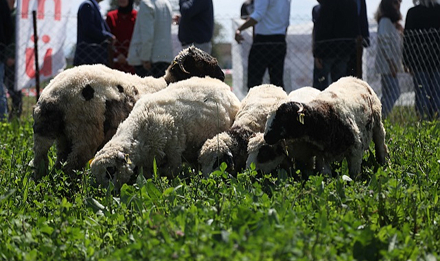 Samsun'da yapay meralarda beslenen kuzuların verimleri arttı