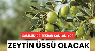 Samsun'da zeytincilik tekrar canlanıyor  