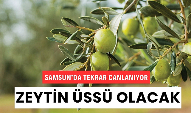 Samsun'da zeytincilik tekrar canlanıyor  