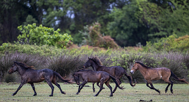 Samsun'daki Kızılırmak Deltası'nda yılkı atları: Doğanın vahşi güzelliği
