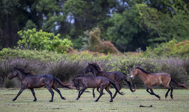 Samsun'daki Kızılırmak Deltası'nda yılkı atları: Doğanın vahşi güzelliği