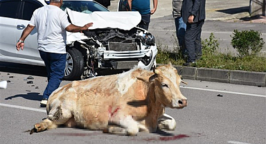 Samsun Sinop yolunda otomobil ineğe çarptı