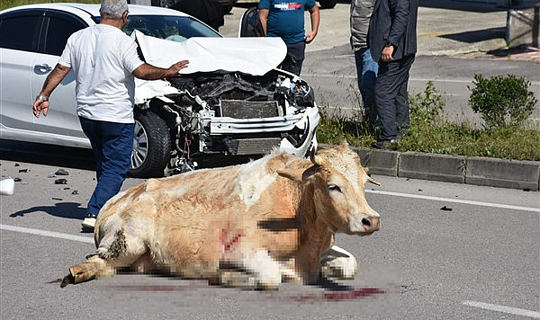 Samsun Sinop yolunda otomobil ineğe çarptı
