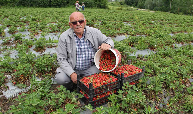 Samsun'da Bafra organik çileklerine yoğun talep