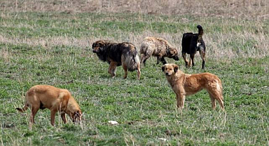 Sokak hayvanları için düzenleme geliyor