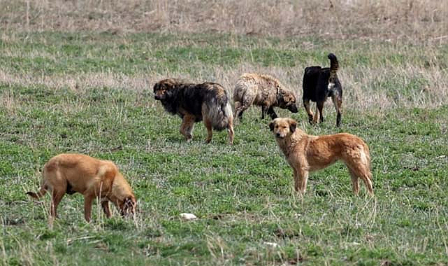 Sokak hayvanları için düzenleme geliyor