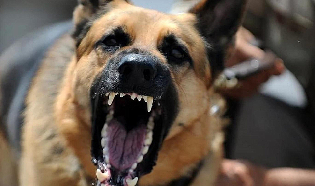 Sokak köpekleri çocuğa saldırdı