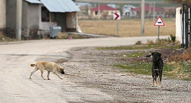 Sokak köpekleri uyutulmalı mı?