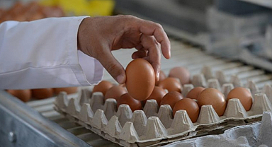 Tavuk eti ve yumurta üretimi arttı