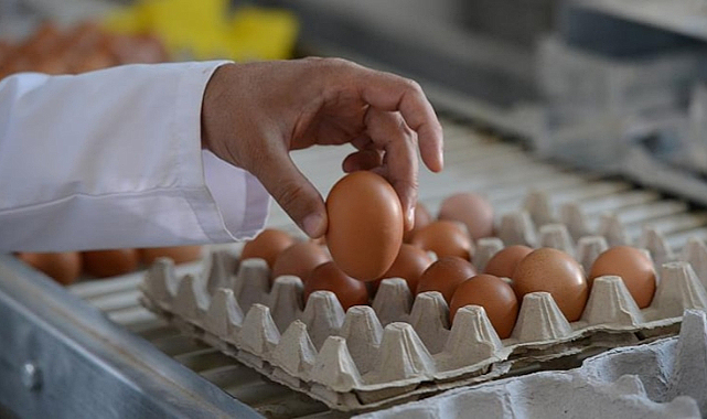 Tavuk eti ve yumurta üretimi arttı