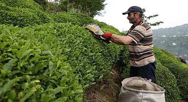 Tomurcuk çayın alım fiyatı 4 bin TL oldu