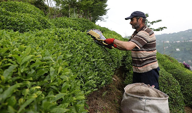 Tomurcuk çayın alım fiyatı 4 bin TL oldu