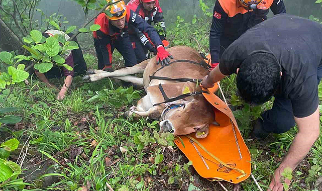 Trabzon Maçka'da uçuruma düşen inek kurtarıldı