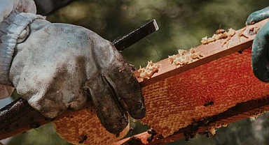 Türk balı 4 ayda 11,5 milyon dolar kazandırdı