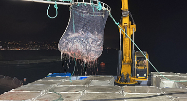 Türk somonu hasadı başladı