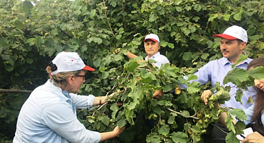 19 Mayıs ilçesinde fındık rekoltesi tespit ediliyor