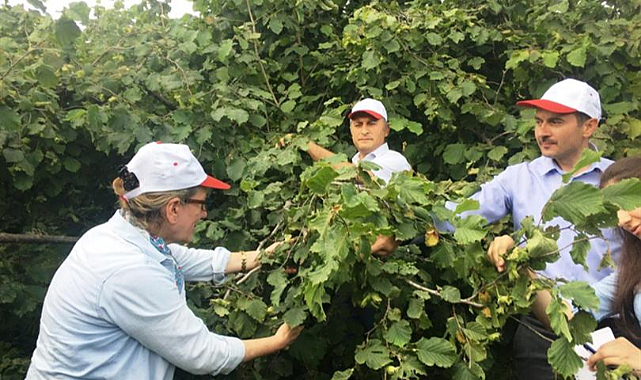 19 Mayıs ilçesinde fındık rekoltesi tespit ediliyor