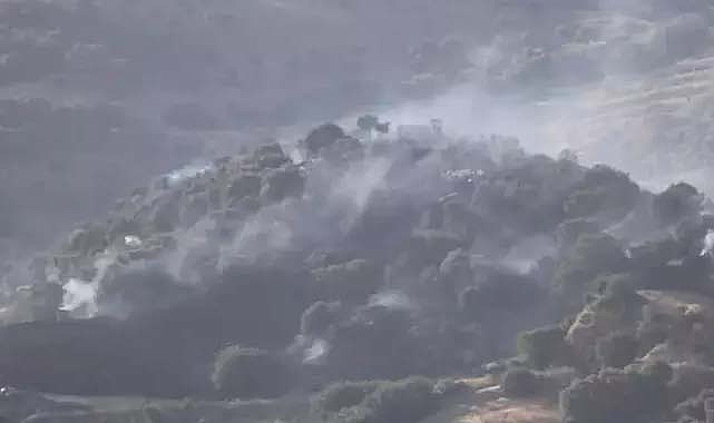 50 dönüm zeytinlik yandı