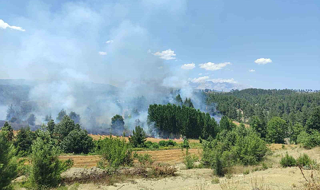 Adana'da orman yangını