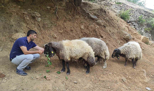 Arefe gecesi firar eden 3 koç, 20 kilometre uzaklıkta bulundu