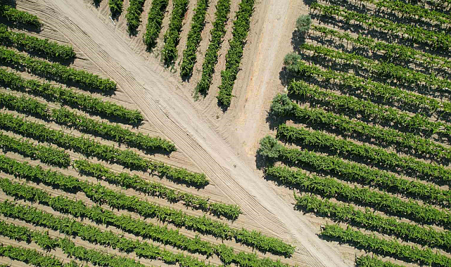 Aşırı sıcaklar üzüm bağlarını kavurdu