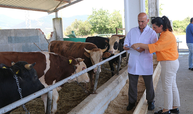 ‘Atakum Belediyesi Kurban Satış ve Kesim Yeri’ bayrama hazır