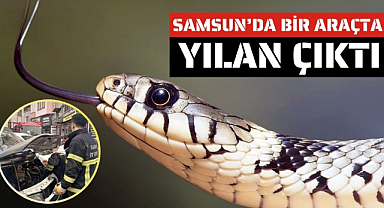 Bafra'da araç motoruna giren yılan çıkarıldı